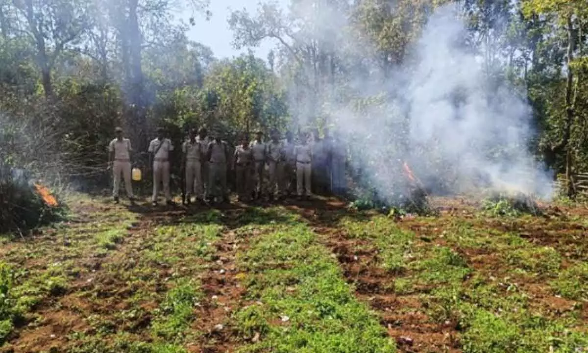 Poppy plants destroyed inside tiger reserve