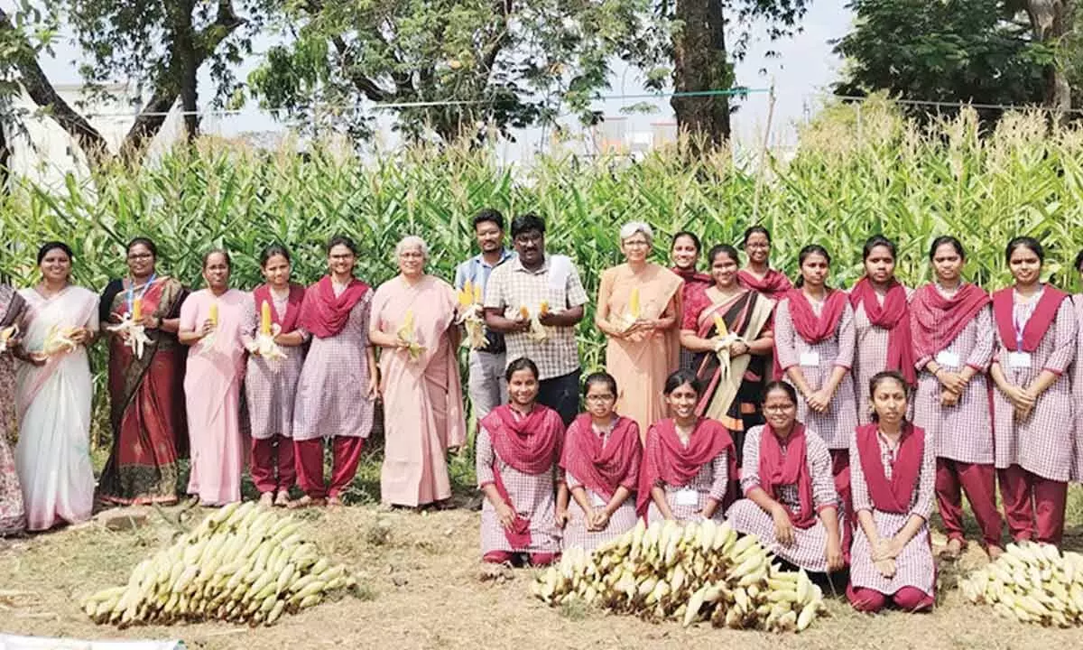 Vijayawada: Students of Stella cultivate organic maize