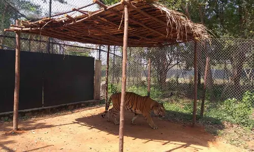 the Bengal Tiger in SV Zoo park (File photo)