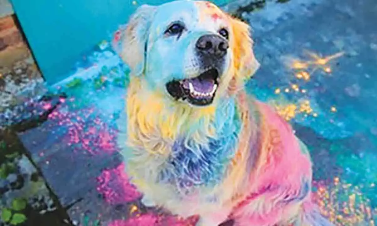 Holi 2024: Celebrate Safely with Your Pets - Protecting Your Furry Friends from Toxic Colours