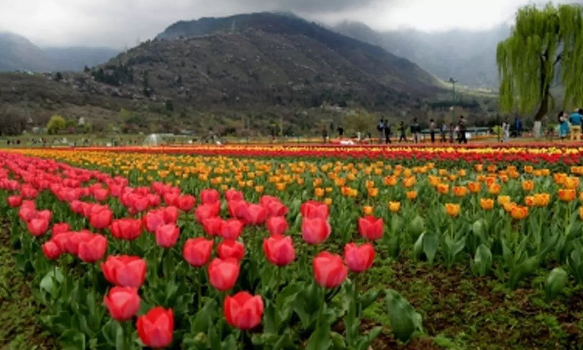 J&K: Asia’s largest Tulip garden to open for visitors on March 23