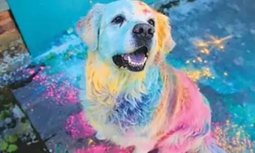 Holi 2024: Celebrate Safely with Your Pets - Protecting Your Furry Friends from Toxic Colours