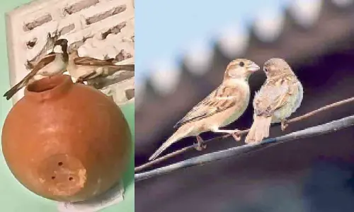 The number of house sparrows increased from 7 to 70,000 in 17 years