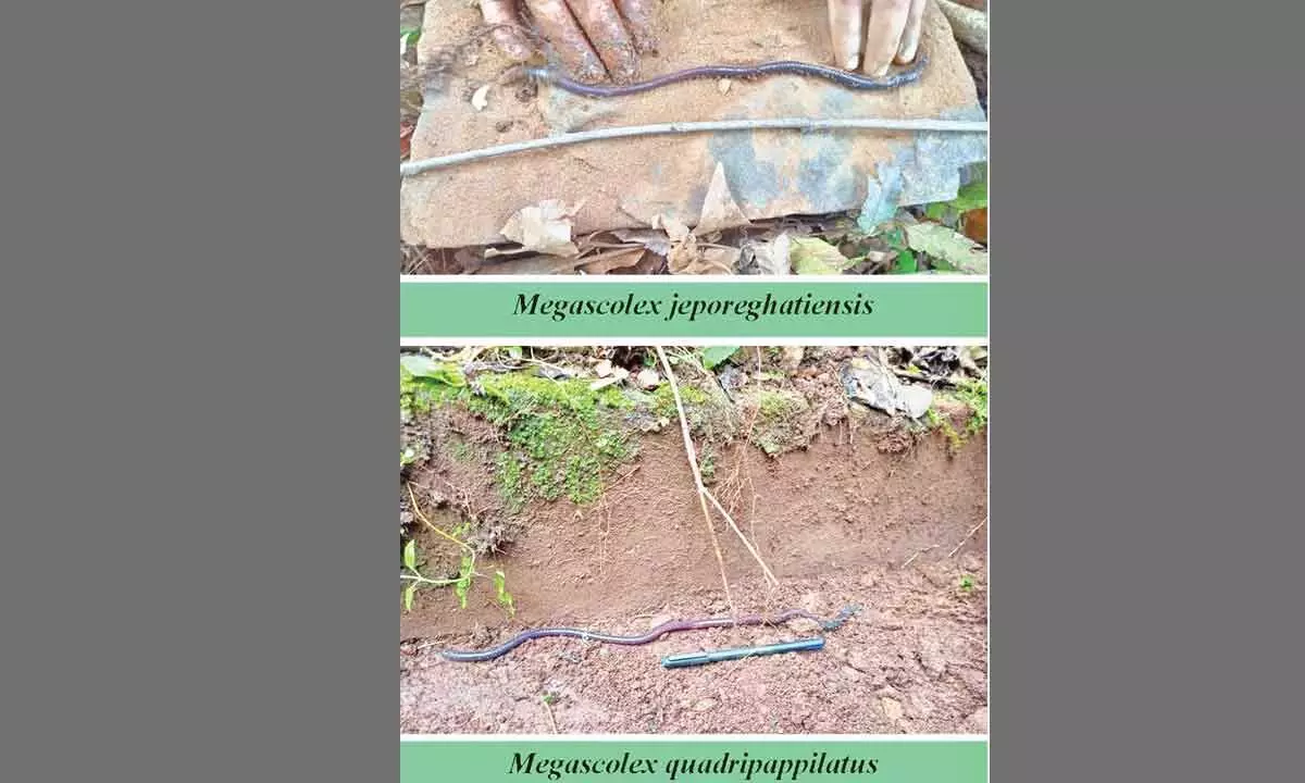 Researchers discover two new species of earthworms in Koraput