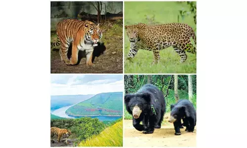 Indirect protection with wildlife