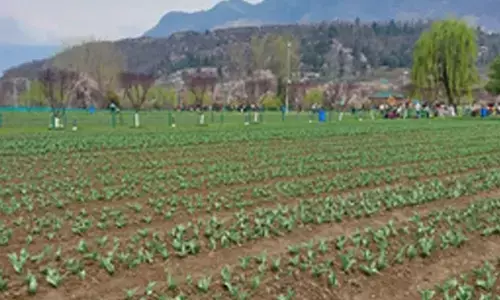 J&K: Srinagar’s Tulip Garden opens for visitors
