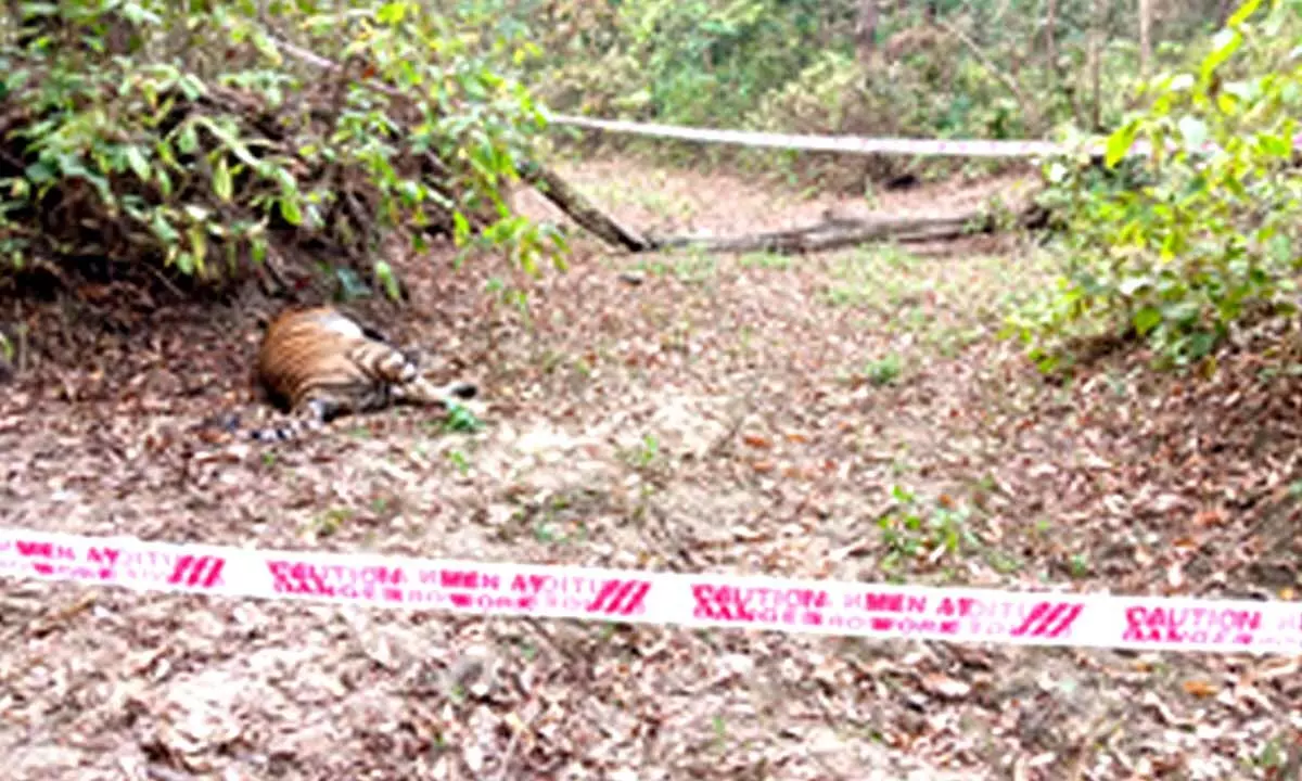 Male tiger found dead in Bihars VTR