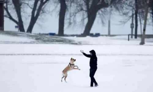 Humans spread more viruses to animals: Study