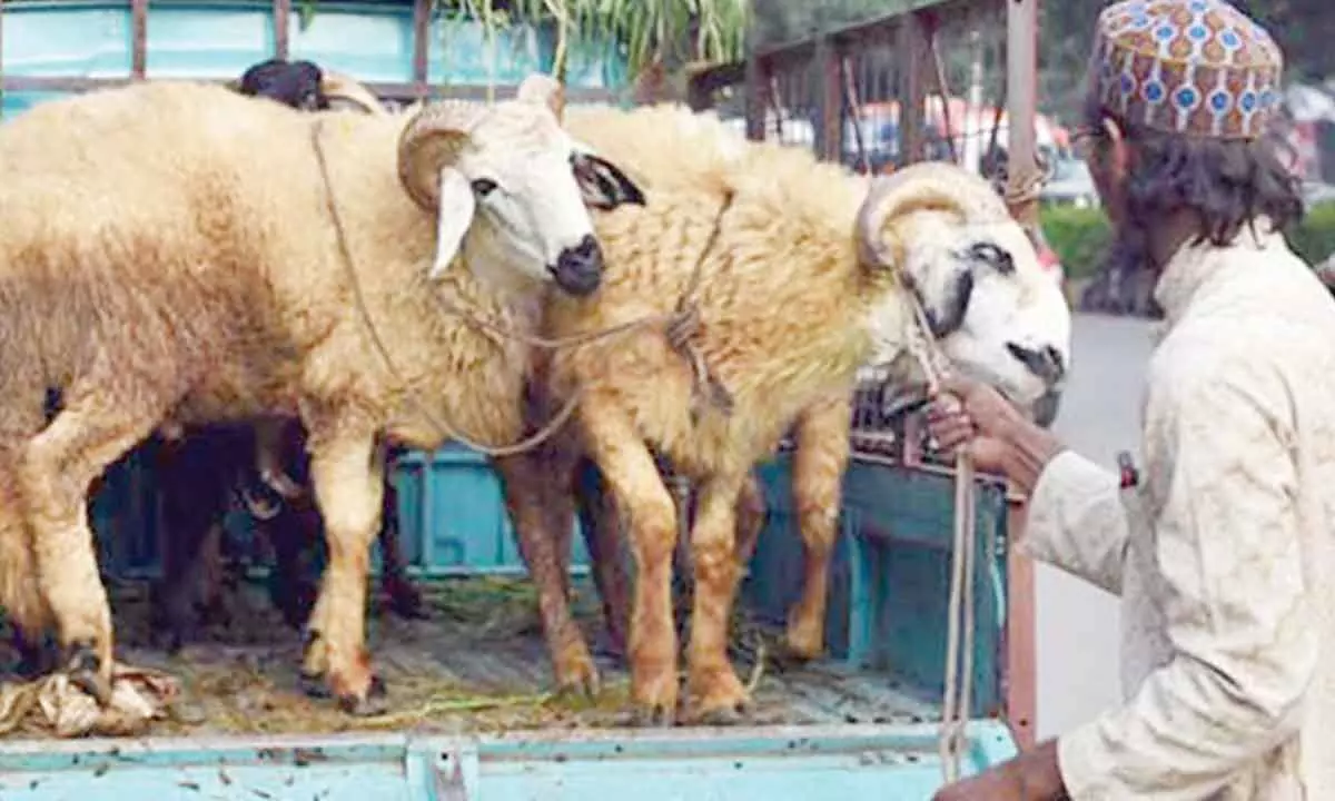 Sheep scam: ACB, Vigilance tighten noose around ‘corrupt’ officials