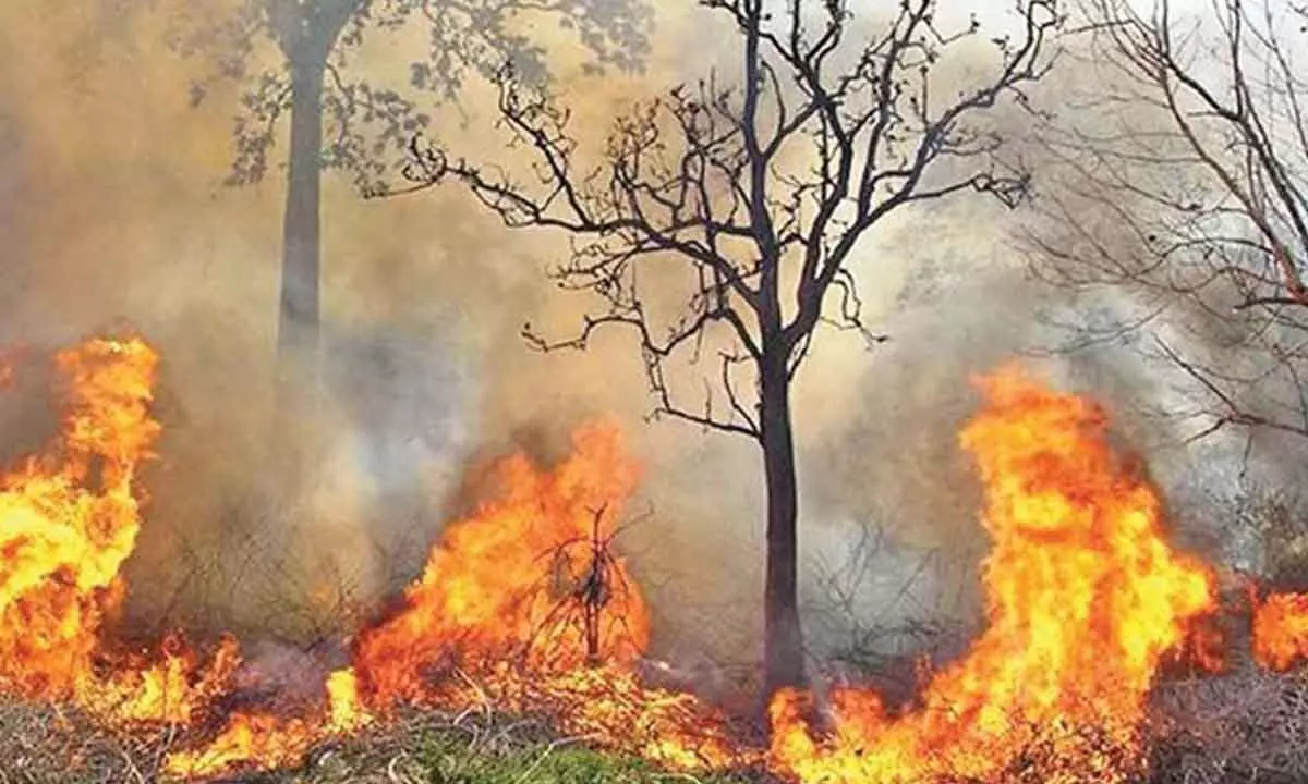 Wildfires: Forest minister asks officials to remain more vigilant