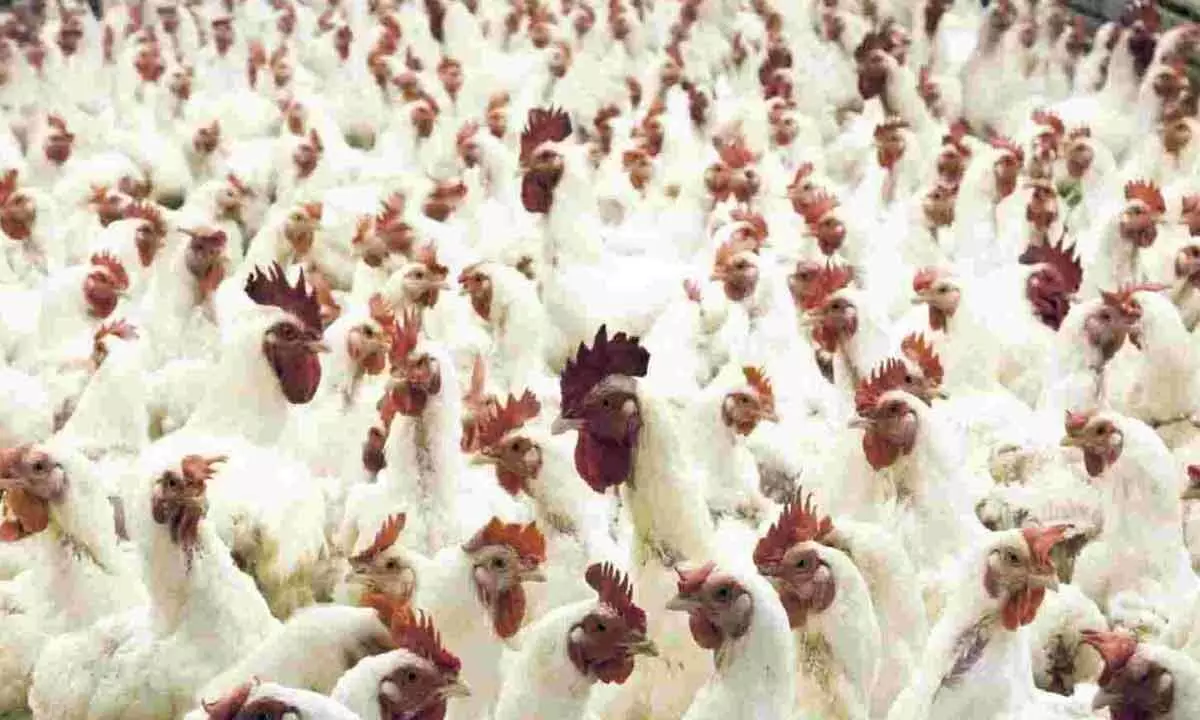 Vietnam sees one avian flu death, warns risk of bird flu spreading to humans