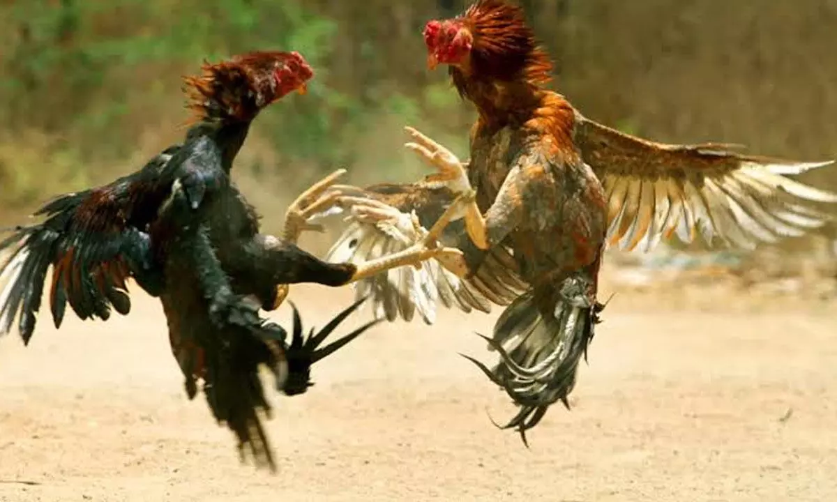 Blitz raids under SI Govardhan on chicken betting base