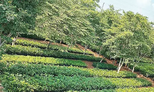 GHMC’s plantation drive hits a roadblock in Rajendranagar