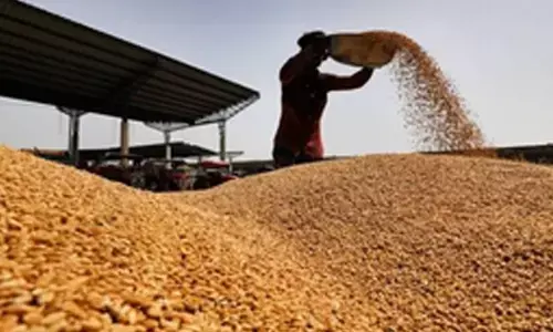 Punjab estimated to produce 161.30 lakh metric tons wheat
