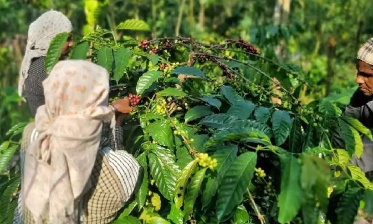 Historic Milestone in Coffee Industry: Robusta Prices Surpass Arabica, Reach All-Time High