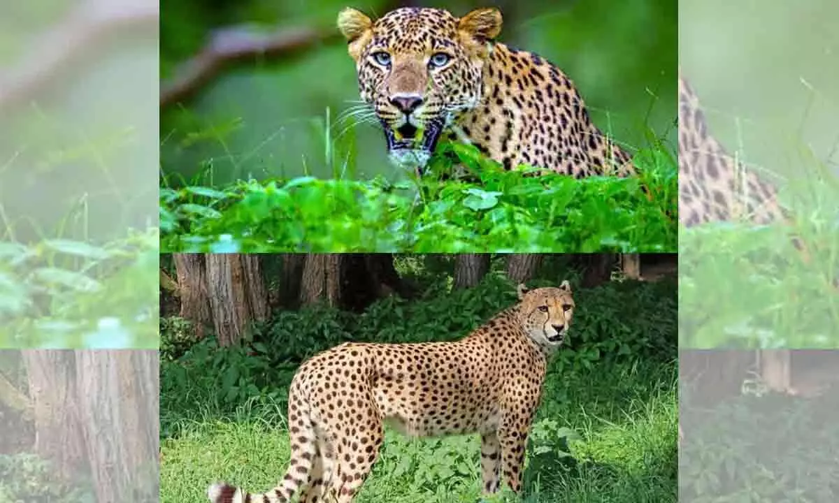 Movement of leopards in tribal Tandas of Bijinapally mandal.. Tribal residents in panic