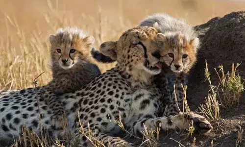 Leopard numbers leap to 13,874