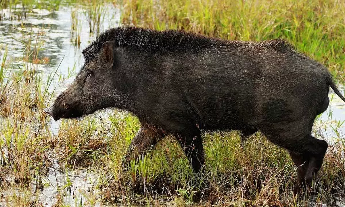 Man held for keeping wild boar as pet