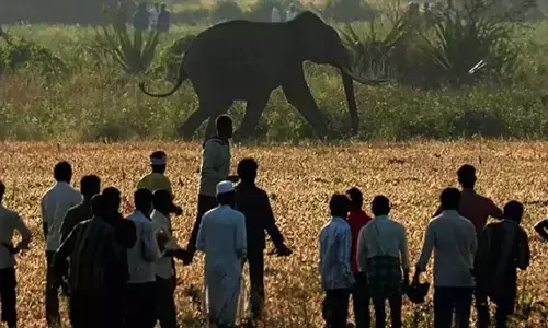 One person gets killed in man-animal conflict in Karnataka per week, reveals official data