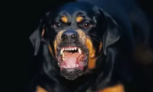 Delhi HC issues notice to Centre on plea challenging ban on 23 ferocious dog breeds