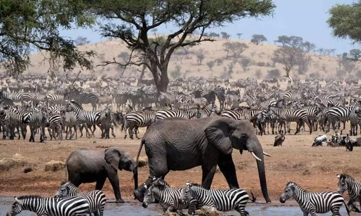 Spectacular animal migrations sadly dwindling the world over