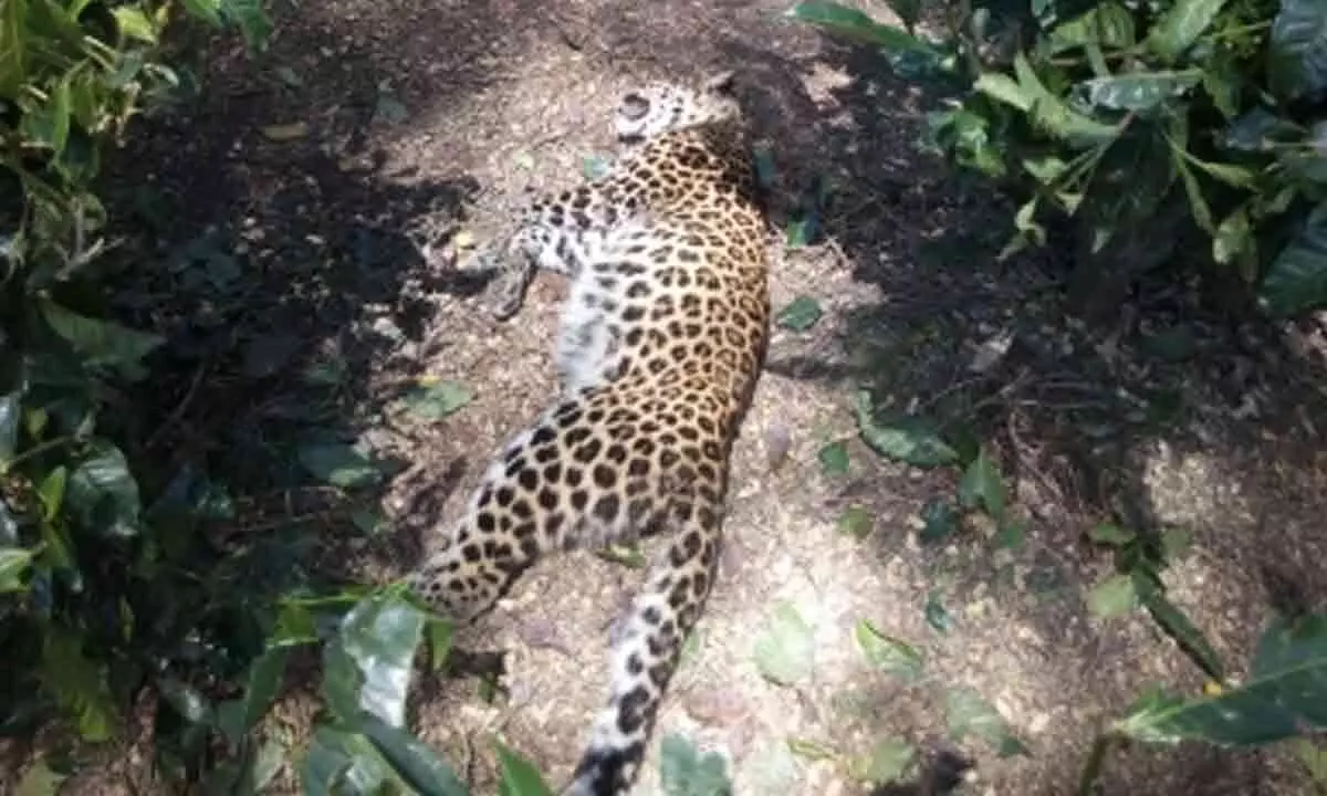 Man-eater leopard killed in J&Ks Budgam District