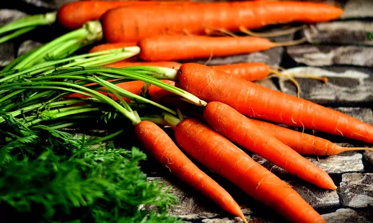 International Carrot Day 2024: Date, history, and significance