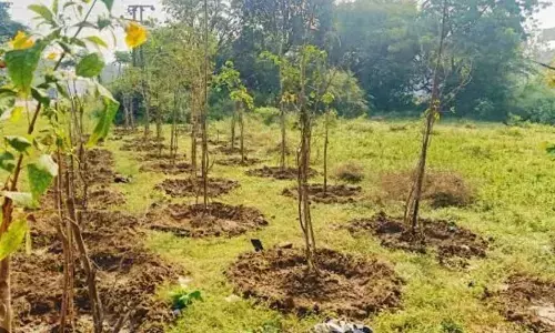 What about 2.87 crore saplings ?