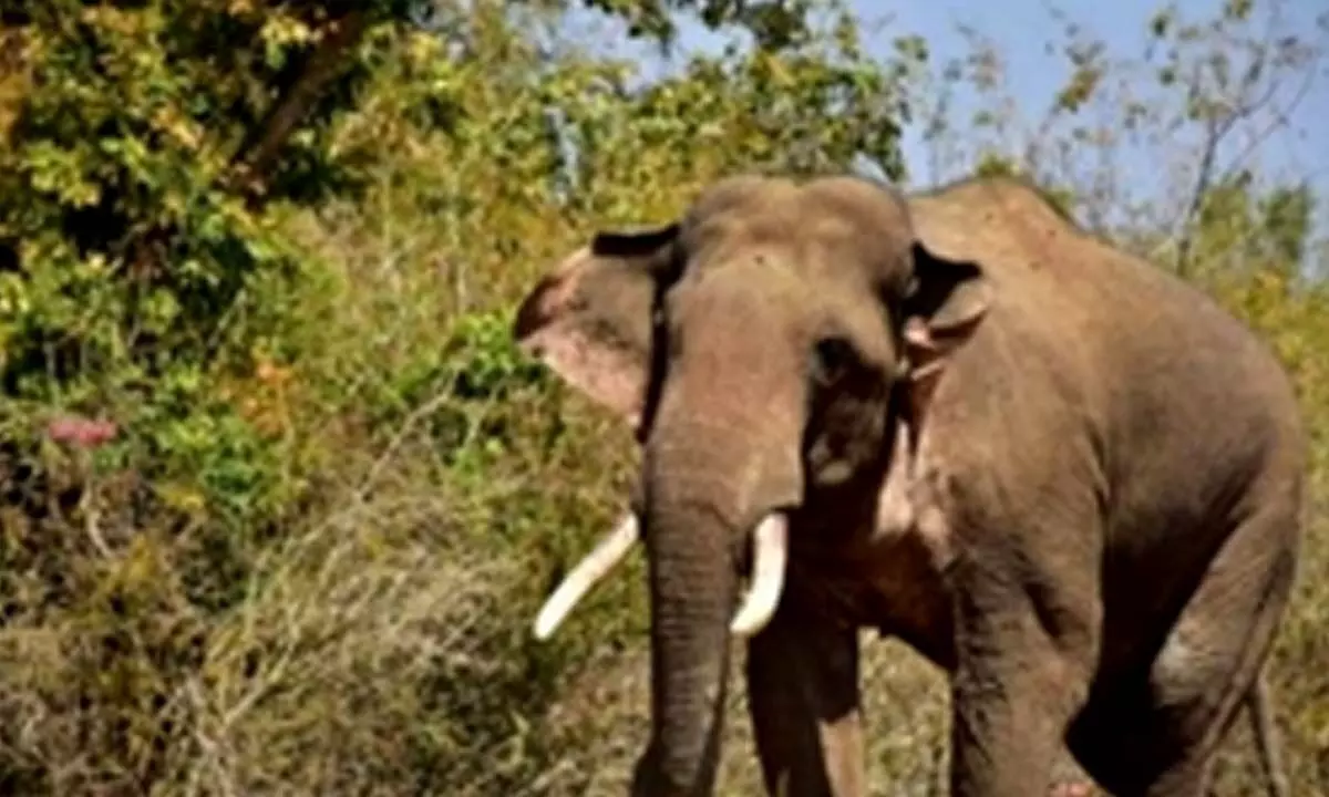 Wild elephant tramples elderly villager to death in Tripura
