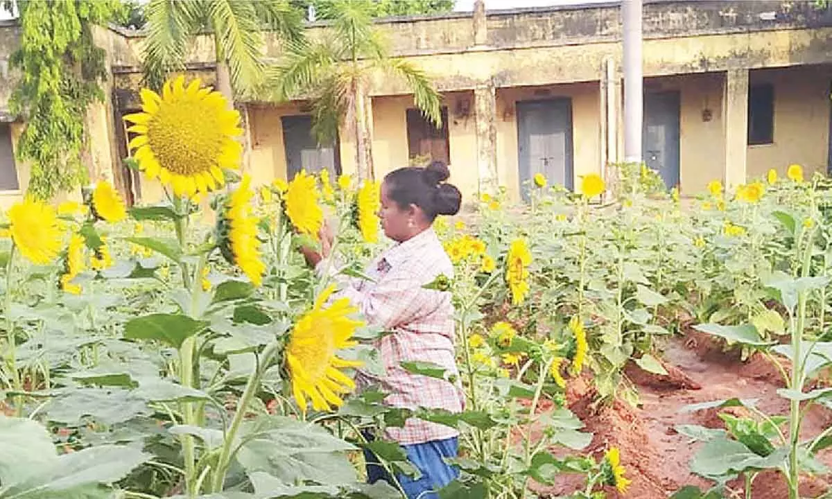 TS govt urged to buy sunflower crop by paying MSP of Rs 6,760