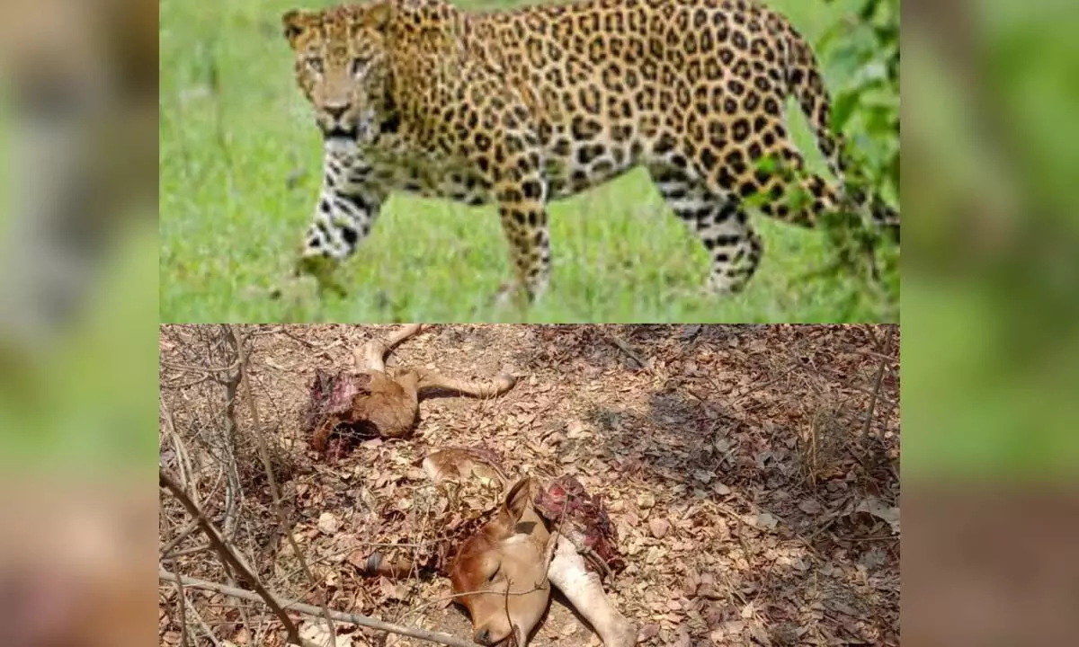 Calf killed in cheetah attack.. Tribals panic
