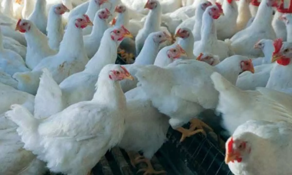 Broiler chicken prices on boil, Eid budget may go for a toss