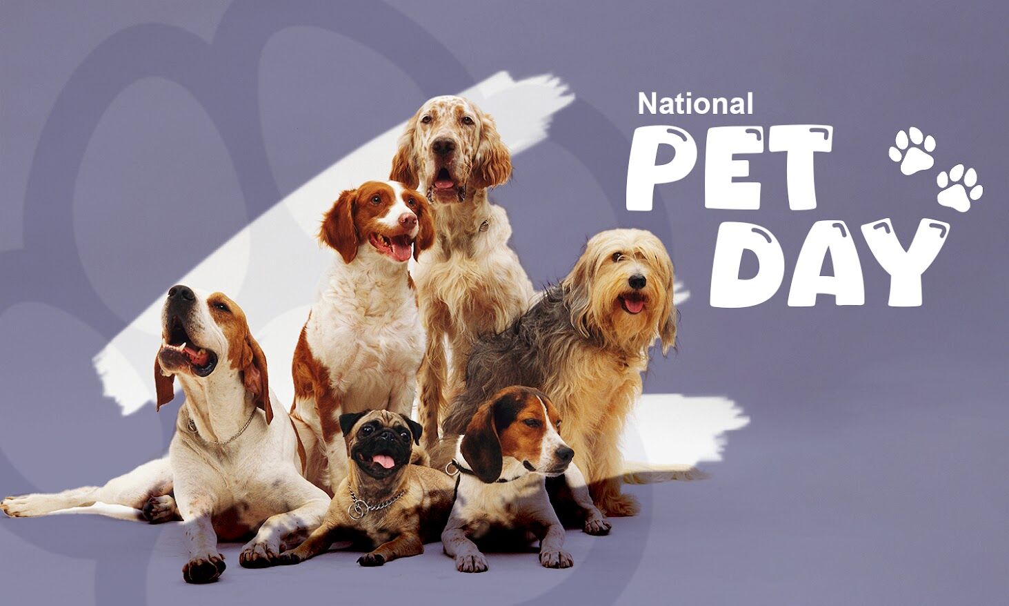 National Pet Day 2024 – How to Keep Your Pet Healthy and Happy