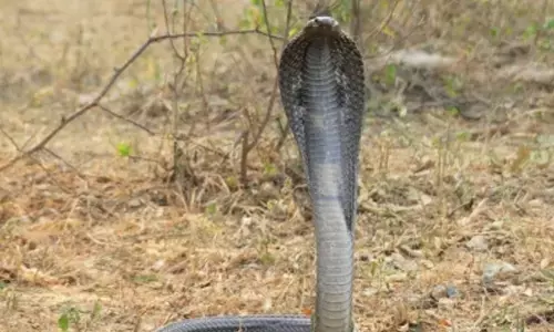 Black cobra rescued from park in Gurugram society
