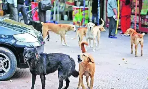 Stray dog mauls 4-year-old girl in Jeedimetla