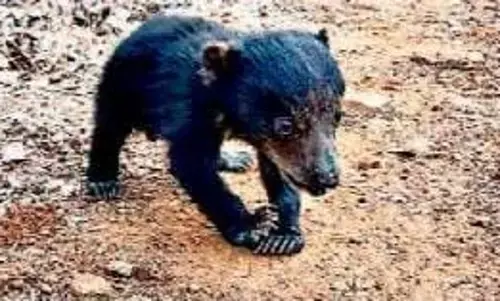 Move the bear cub to the zoo