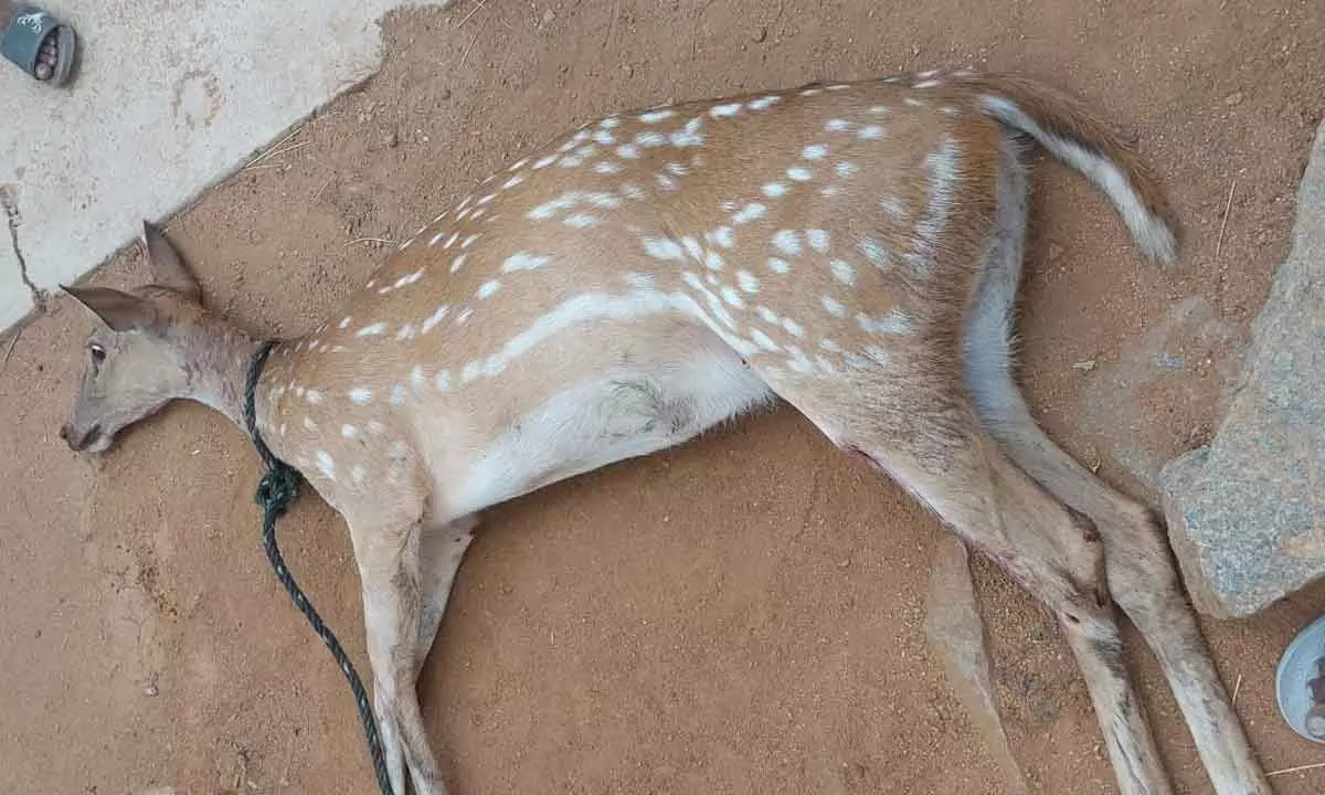 Deer dies in dogs attack in Kothur