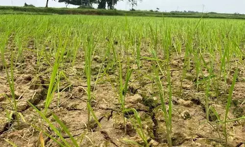 IMD forecast bodes well for agri sector