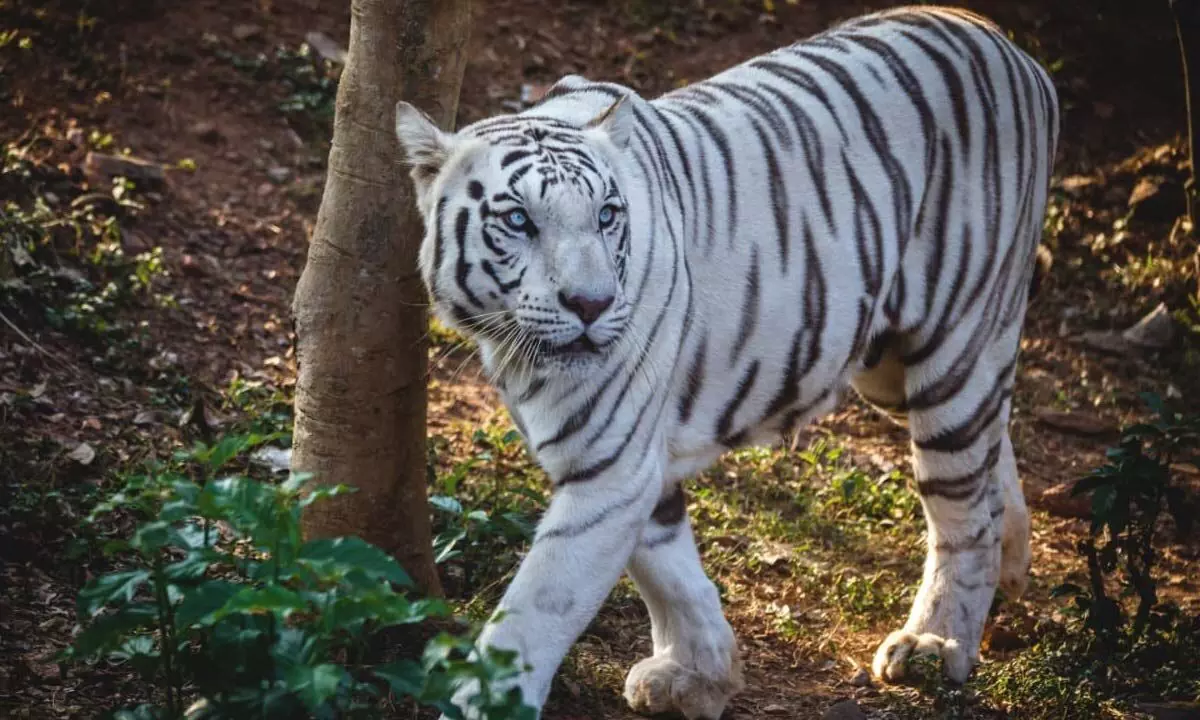White tigress Sneha dies at Nandankanan zoo