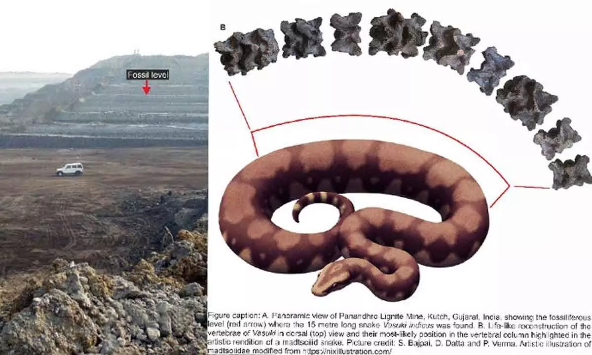 IIT Roorkee team finds giant ancient snake fossil