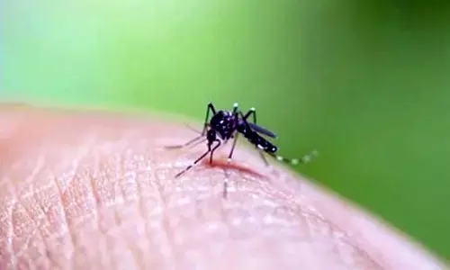 Bali suggests foreign tourists get dengue fever vaccines amid increasing cases Bali suggests foreign tourists get dengue fever vaccines amid increasing cases