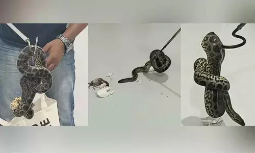 Passenger Arrested For Smuggling Yellow Anacondas At Bengaluru Airport