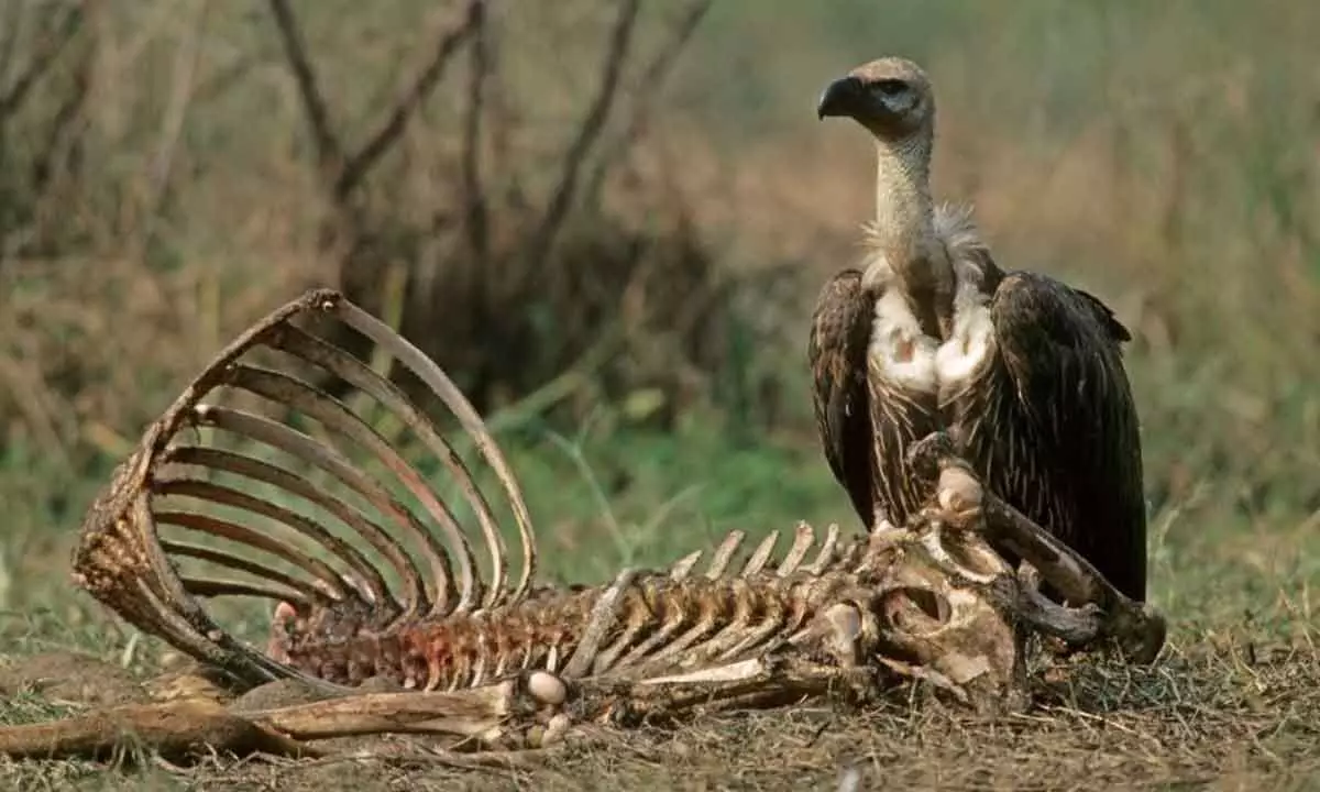 Measuring scavenging value of vultures