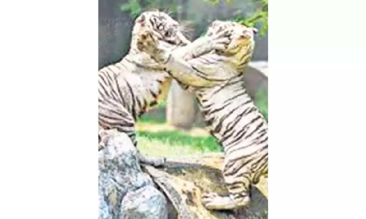 Delhi Zoo to roll out membership plans