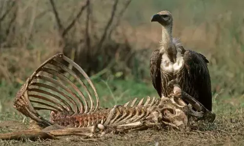 Measuring scavenging value of vultures