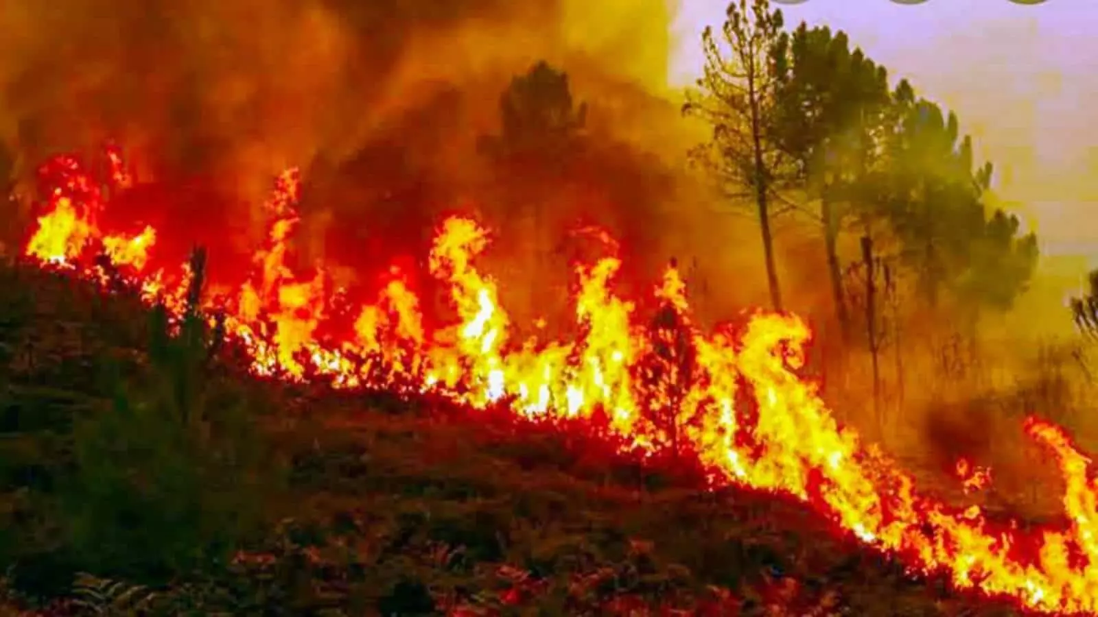 Uttarakhand Forest Fires Show Signs Of Calming Amid Rainfall; Efforts Continue In Affected Regions