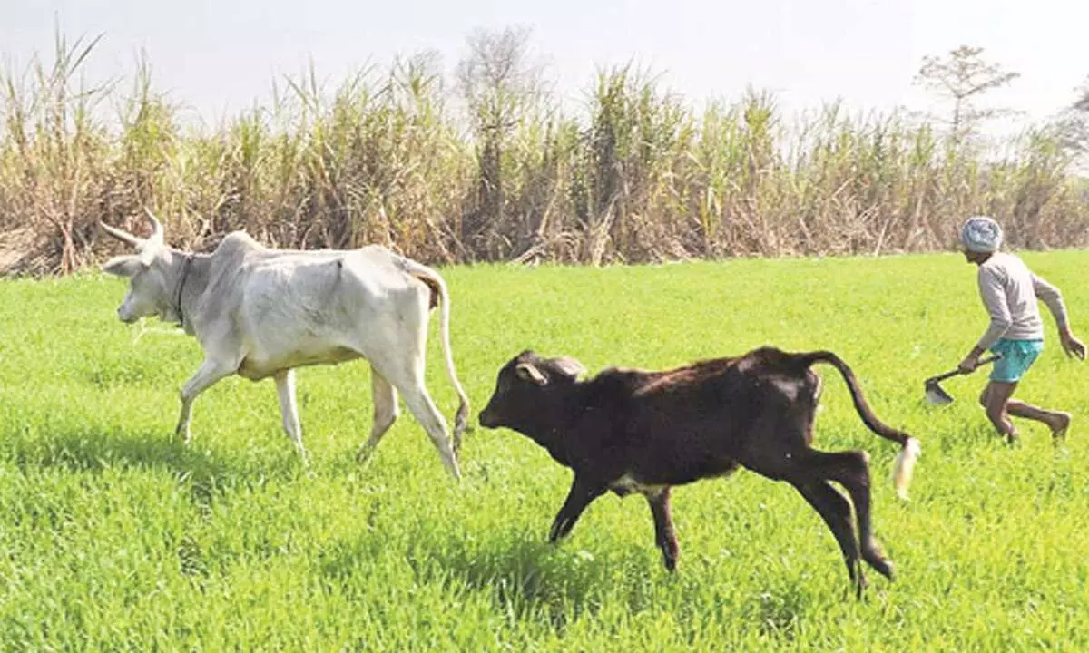 Stray cattle menace key poll issue for farmers in western UP