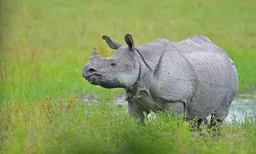 Saving India’s wild ‘unicorns’