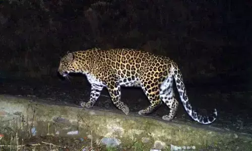 Leopard sighted near Hyderabad airport