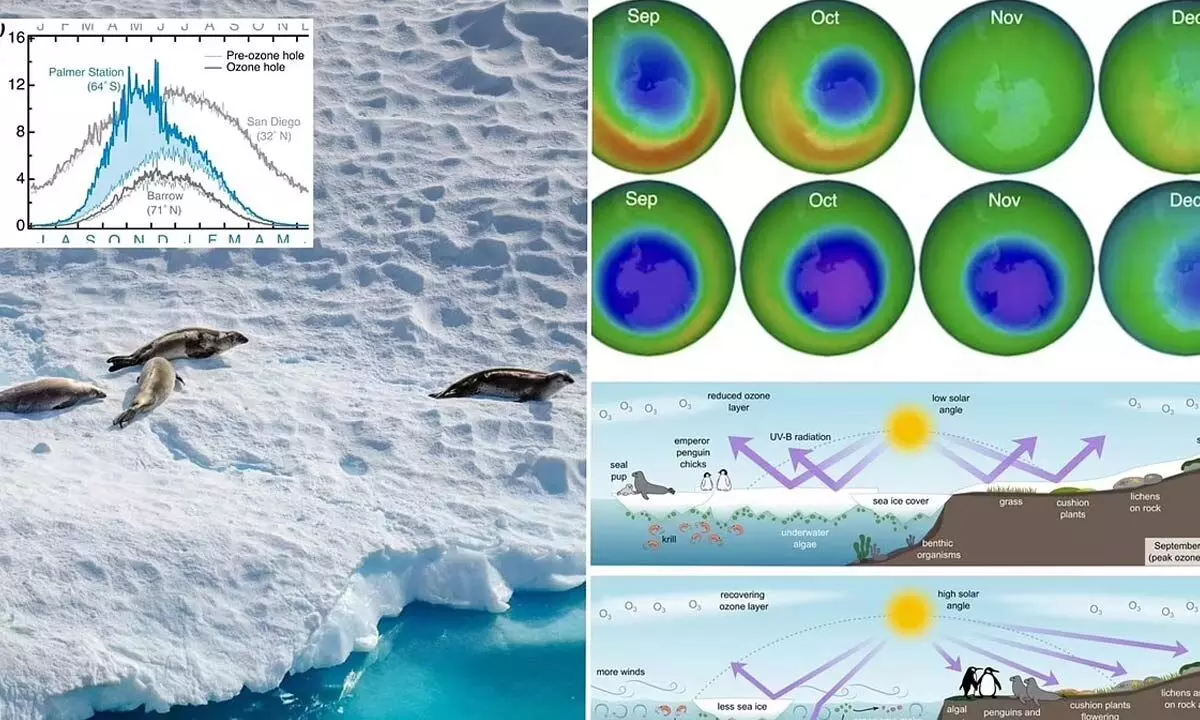 Longer persisting ozone over Antarctica hole puts sea life at UV risk